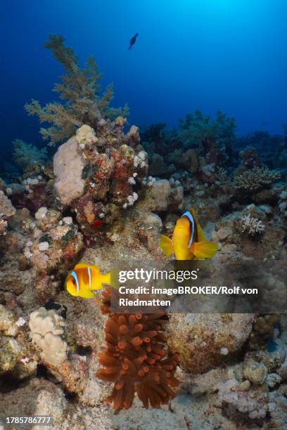 pair of red sea clownfish (amphiprion bicinctus) at its fluorescent bubble-tip anemone (entacmaea quadricolor), dive site house reef, mangrove bay, el quesir, red sea, egypt - entacmaea quadricolor stock pictures, royalty-free photos & images
