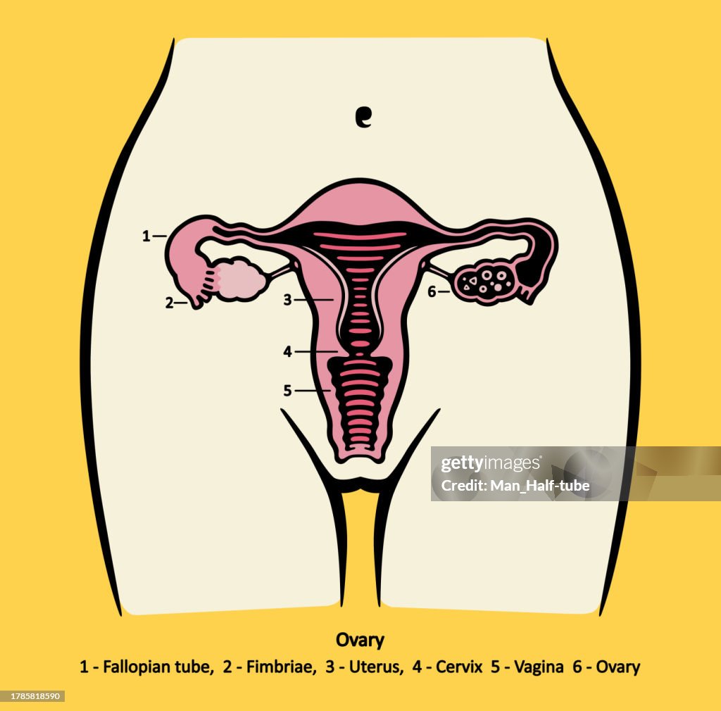 Ovary, Female reproductive system