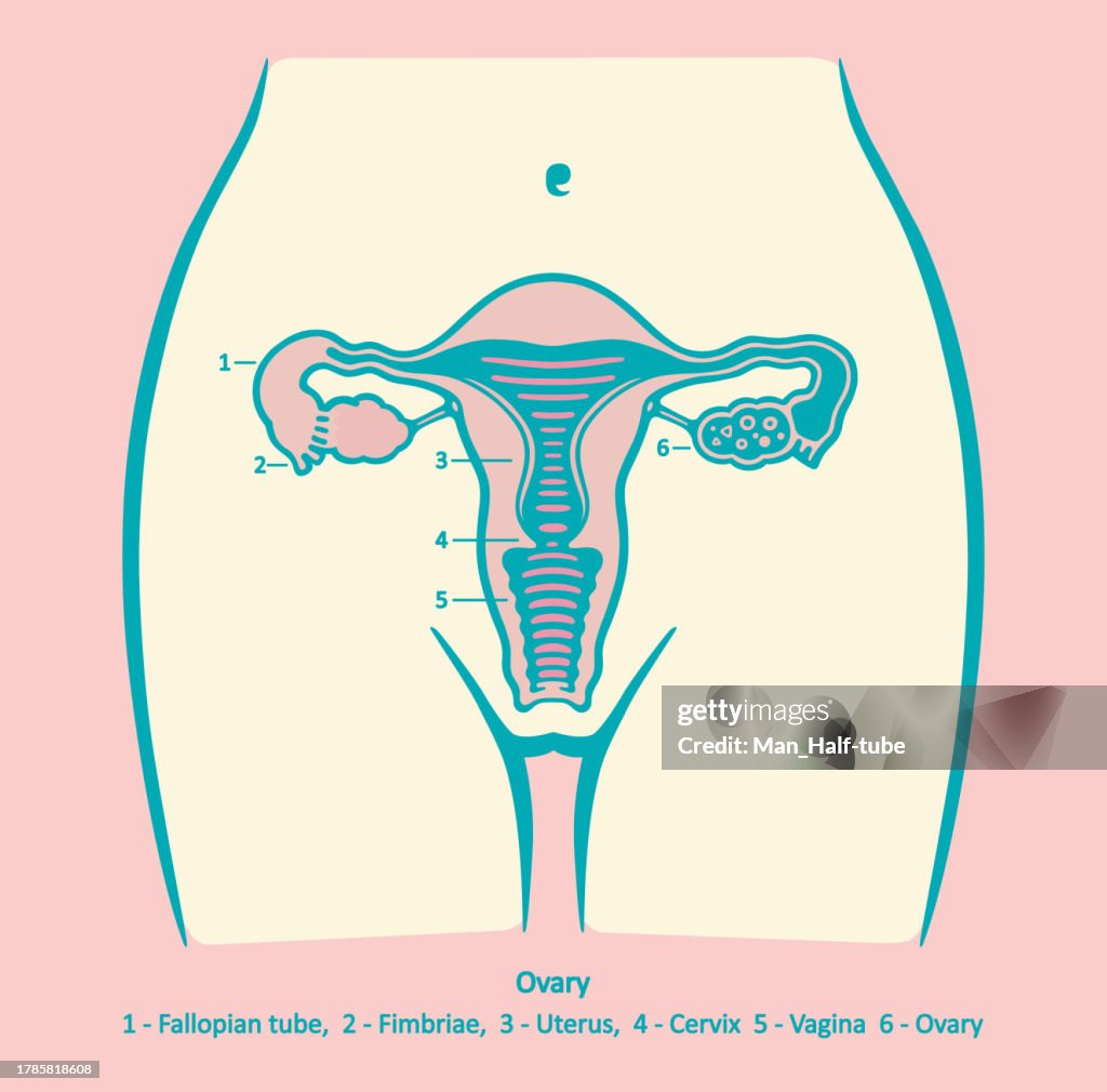 Ovary, Female reproductive system
