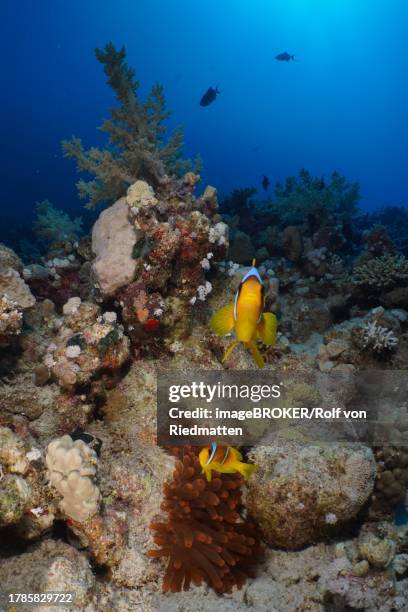 pair of red sea clownfish (amphiprion bicinctus) at its fluorescent bubble-tip anemone (entacmaea quadricolor), dive site house reef, mangrove bay, el quesir, red sea, egypt - entacmaea stock pictures, royalty-free photos & images