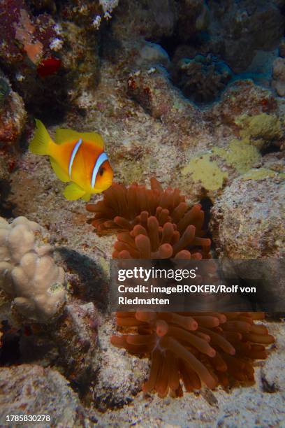 fluorescent bubble-tip anemone (entacmaea quadricolor) with red sea clownfish (amphiprion bicinctus), dive site house reef, mangrove bay, el quesir, egypt, red sea - entacmaea stock pictures, royalty-free photos & images