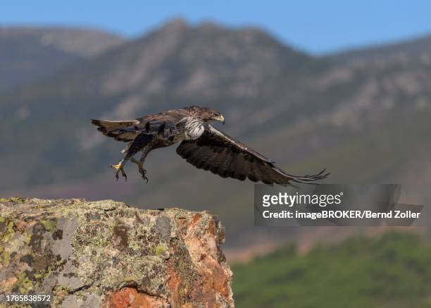bonelli's eagle (aquila fasciata), taking off from a lichen-covered rock in a mountain landscape, caceres, extremadura, spain - hieraaetus fasciatus stock pictures, royalty-free photos & images