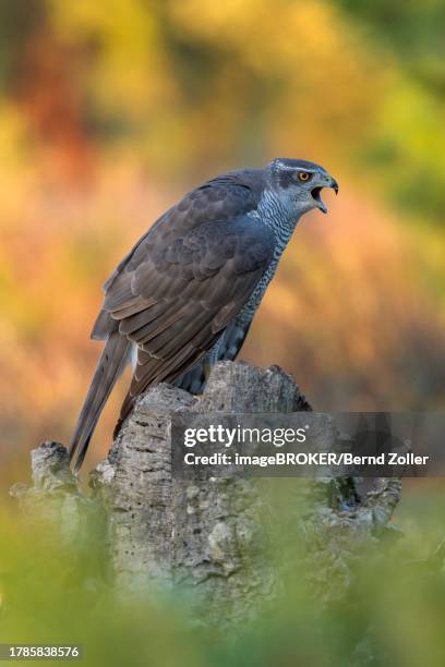 Goshawk Call Hawk Squawk Photos and Premium High Res Pictures - Getty Images