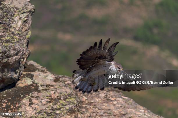 bonelli's eagle (aquila fasciata), in flight in a mountain landscape, caceres, extremadura, spain - hieraaetus fasciatus stock pictures, royalty-free photos & images