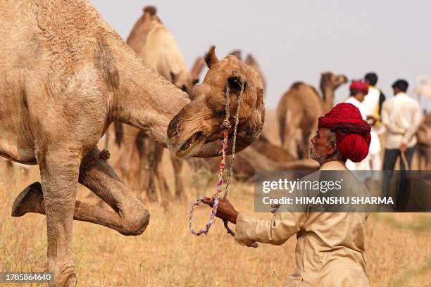 Camel trader reins his camel, ahead of the annual Camel Fair at Pushkar in India's desert state of Rajasthan on November 16, 2023.