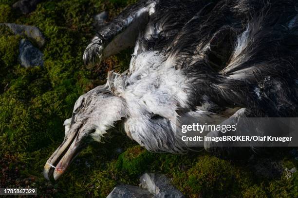 dead herring gull, down islands, dunoeyane archipelago, spitsbergen, svalbard, norway - dead animal stock pictures, royalty-free photos & images