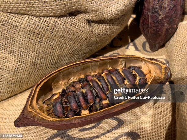 close-up of cacao pod - cacao pod stockfoto's en -beelden