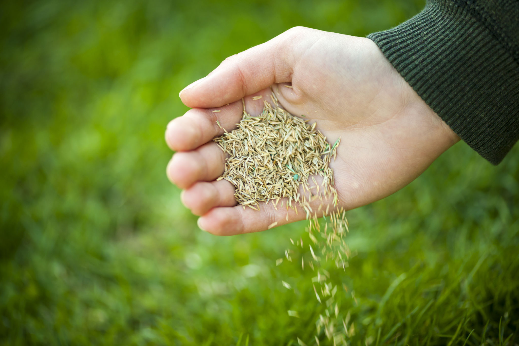 seed and sod
