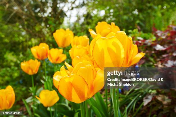 garden tulip (tulipa gesneriana) flower, close-up, bavaria, germany - didier's tulip stock pictures, royalty-free photos & images