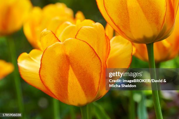 garden tulip (tulipa gesneriana) flower, close-up, bavaria, germany - didier's tulip stock pictures, royalty-free photos & images