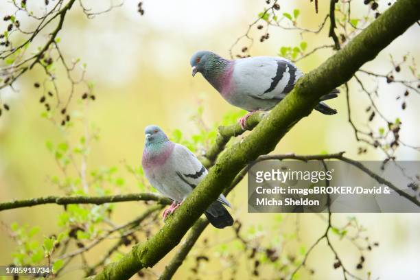 feral pigeons (columba livia domestica) sitting on a branch, bavaria, germany - wildtaube stock-fotos und bilder