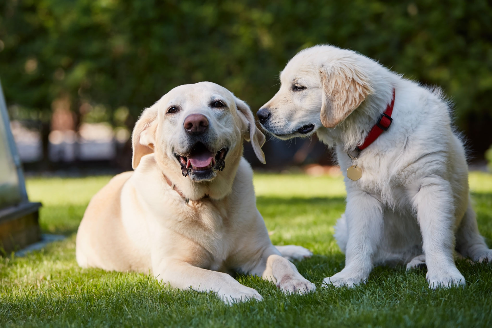 Two canine happy friends together in backyard Two canine happy friends together in backyard