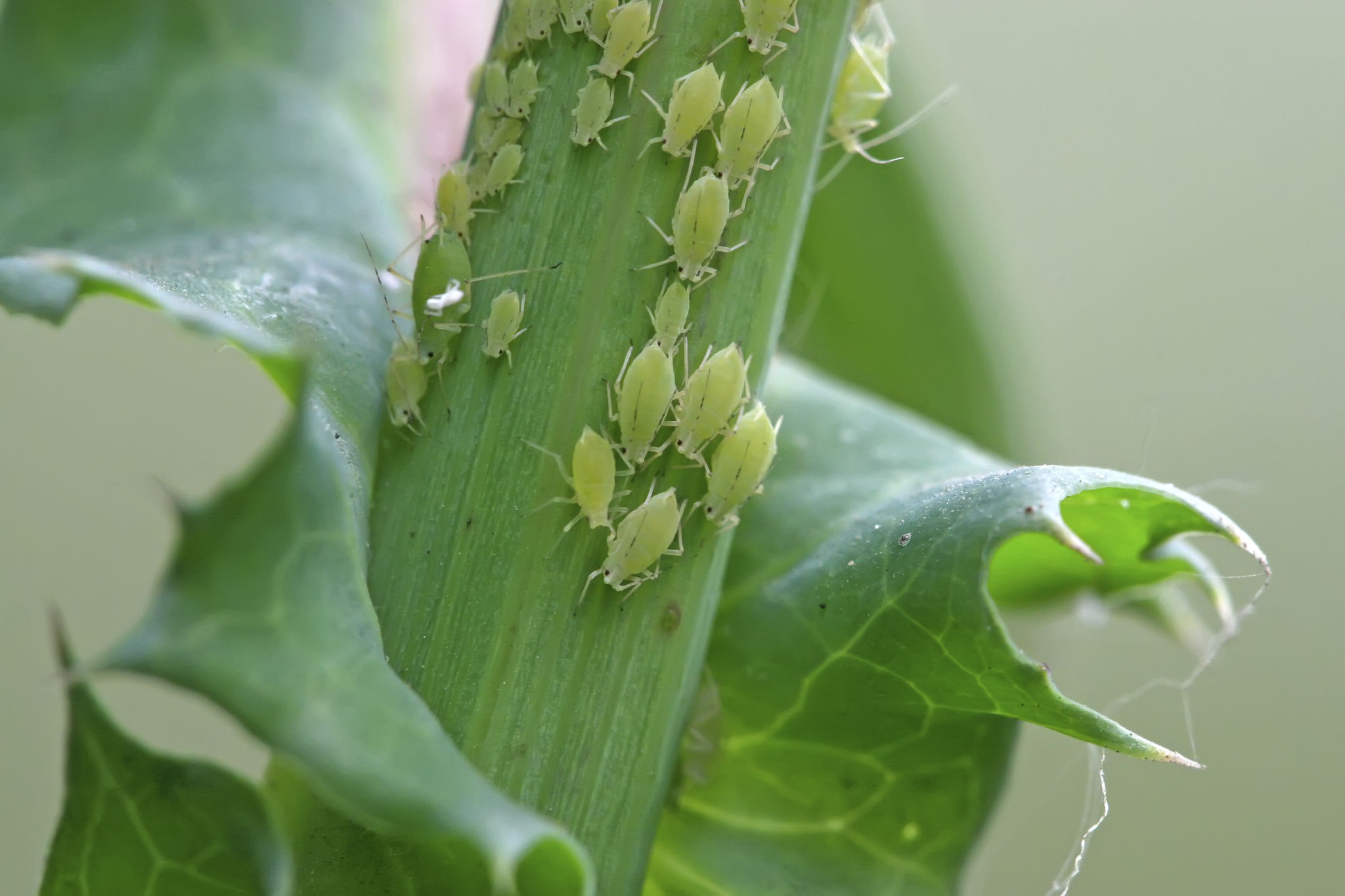 aphids on plants