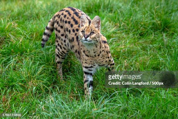 full length of cheetah walking on field - serval stock-fotos und bilder