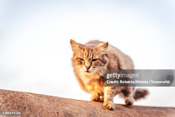 portrait of a cute cat - cat family stock pictures, royalty-free photos & images