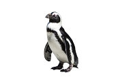 Spheniscus demersus - Isolated African penguin on White