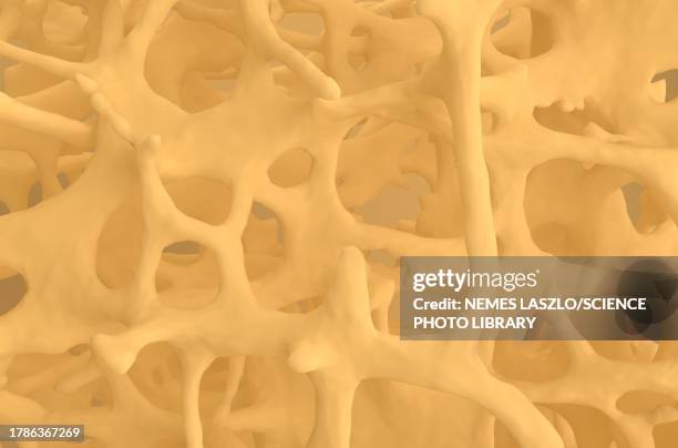 osteoporotic bone tissue, illustration - spongy bone stock illustrations