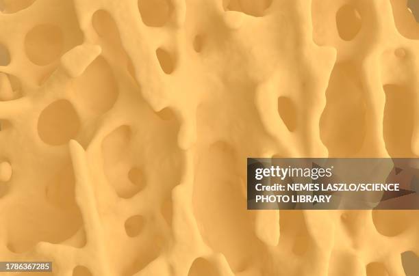 healthy bone tissue, illustration - osteocyte stock illustrations