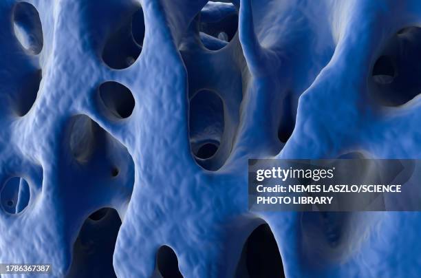 healthy bone tissue, illustration - osteocyte stock illustrations