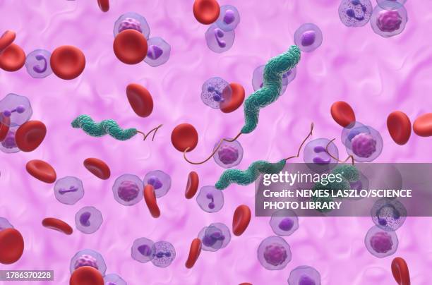 campylobacter jejuni infection, illustration - campylobacter stock illustrations