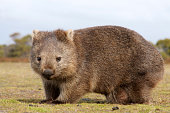 A furry wombat close-up outdoors