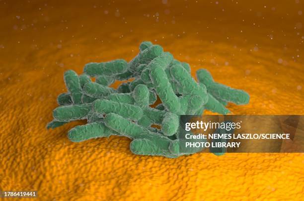 escherichia coli bacteria, illustration - enterobacteria stock illustrations
