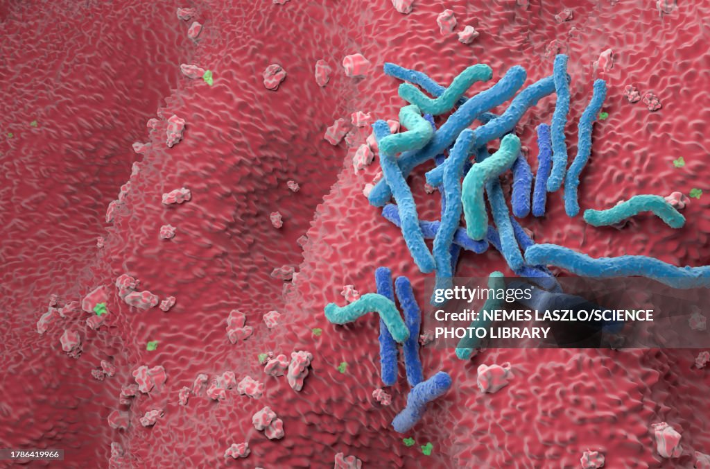 Helicobacter pylori bacteria, illustration