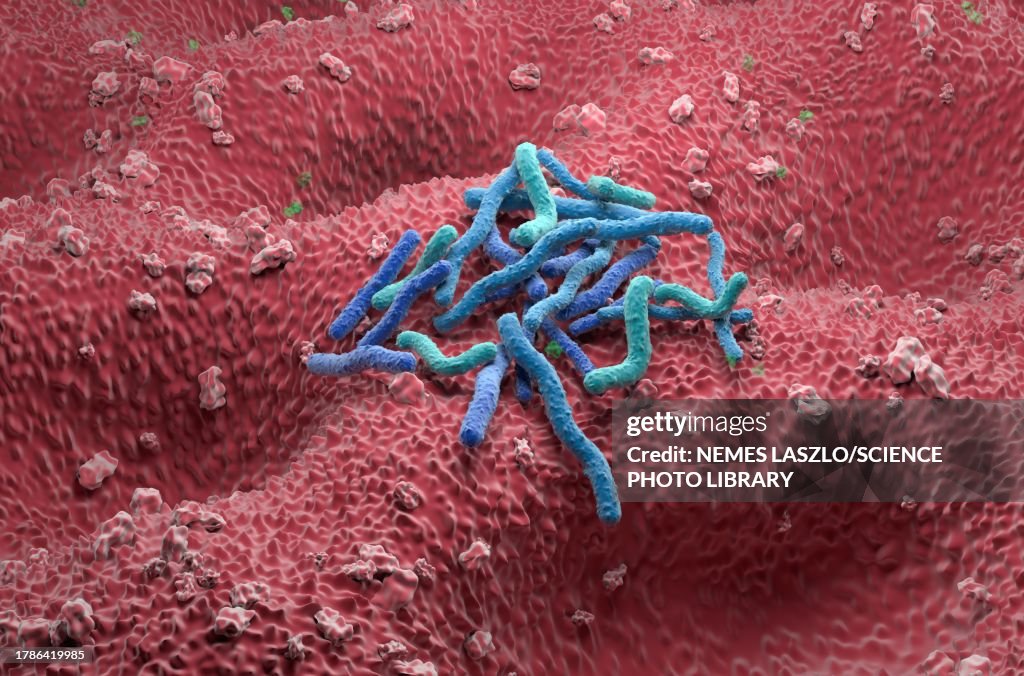 Helicobacter pylori bacteria, illustration