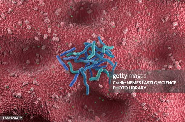 helicobacter pylori bacteria, illustration - 腸細胞点のイラスト素材／クリップアート素材／マンガ素材／アイコン素材