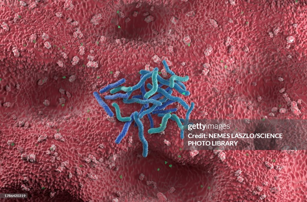 Helicobacter pylori bacteria, illustration