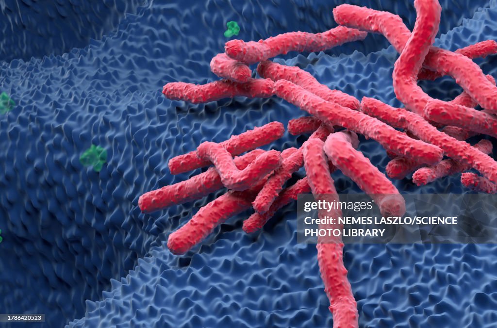Helicobacter pylori bacteria, illustration