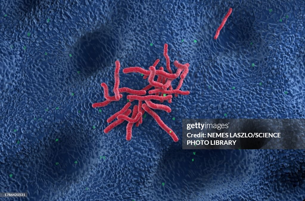 Helicobacter pylori bacteria, illustration