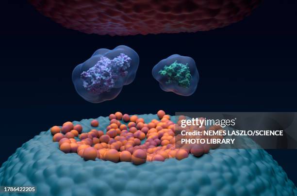 cyclooxygenase-1 and 2, illustration - synaptic cleft stock illustrations