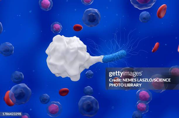 macrophage engulfing bacterium, illustration - phagocyte stock illustrations