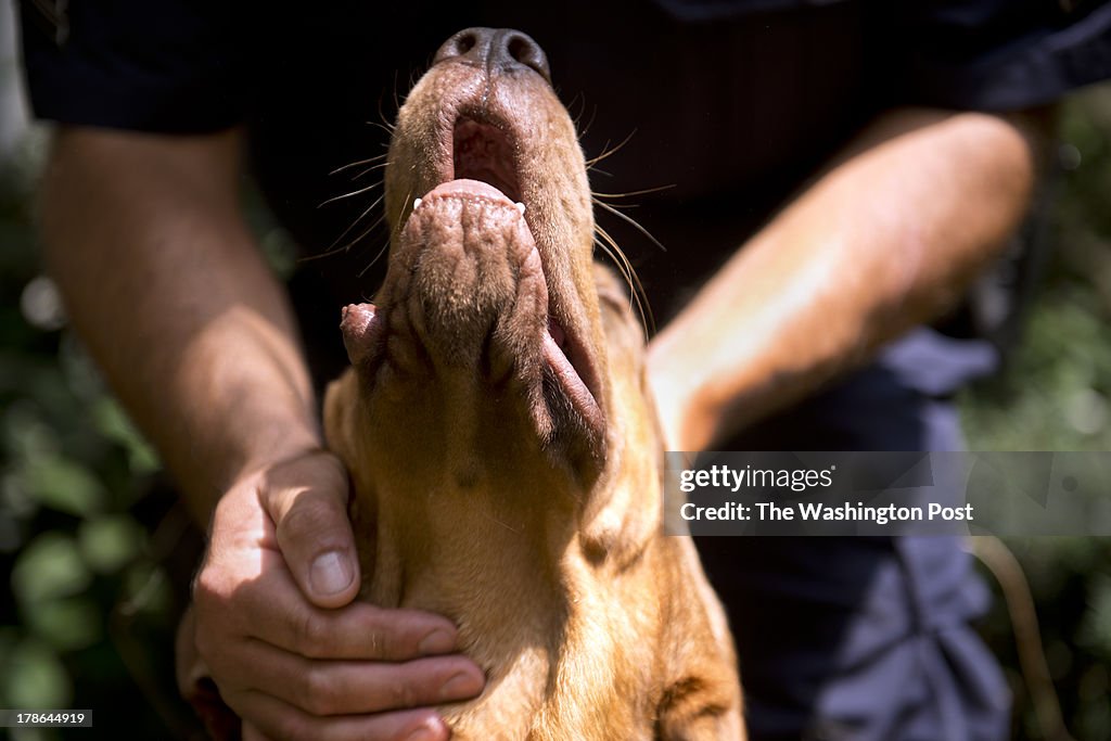 Sam the English Bloodhound