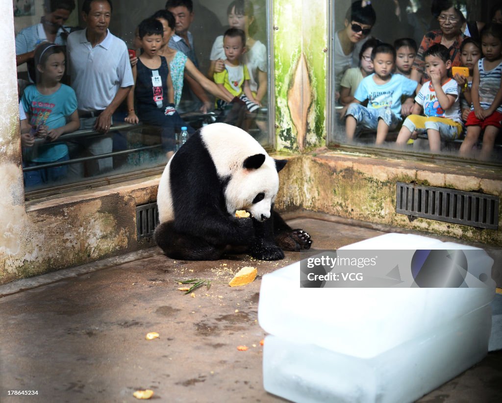 Giant Panda Celebrates Birthday In Wuhan