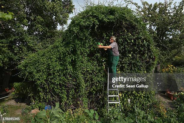 Mario trims ivy that completely covers the cottage in the garden he and his wife Monika have leased for the last 30 years in the Oeynhausen Small...