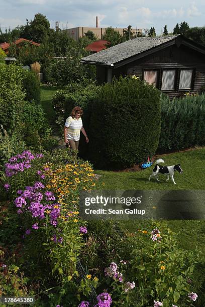Member of the Oeynhausen Small Garden Association garden colony waters her lawn as the Reemtsma cigarette factory stands behind on August 29, 2013 in...