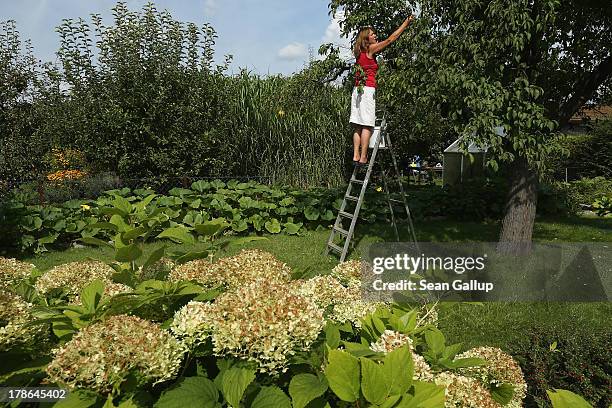 Bruni Weisz, a member of the Oeynhausen Small Garden Association garden colony, harvests plums froma tree in the garden she has leased for the last...