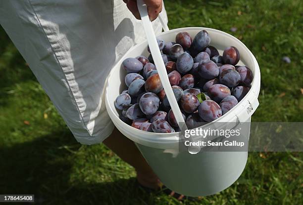 Bruni Weisz, a member of the Oeynhausen Small Garden Association garden colony, carries a bucket filled with plums she harvested from a tree in the...