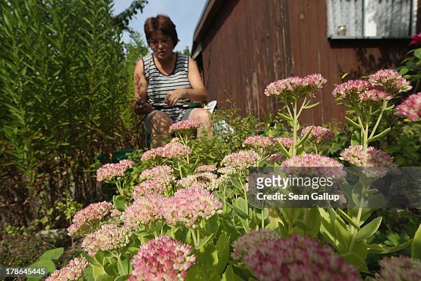 Member of the Oeynhausen Small Garden Association garden colony works among flowers at the garden she leases in the colony on August 29, 2013 in...