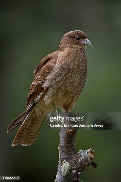 tierra de fuego np - chimango caracara stock pictures, royalty-free photos & images