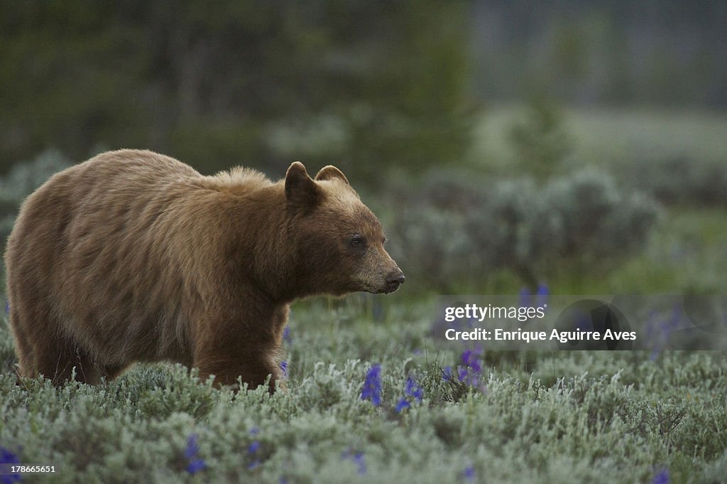 Grand Teton NP, WY