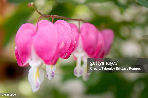 bleeding hearts - pella iowa stock pictures, royalty-free photos & images