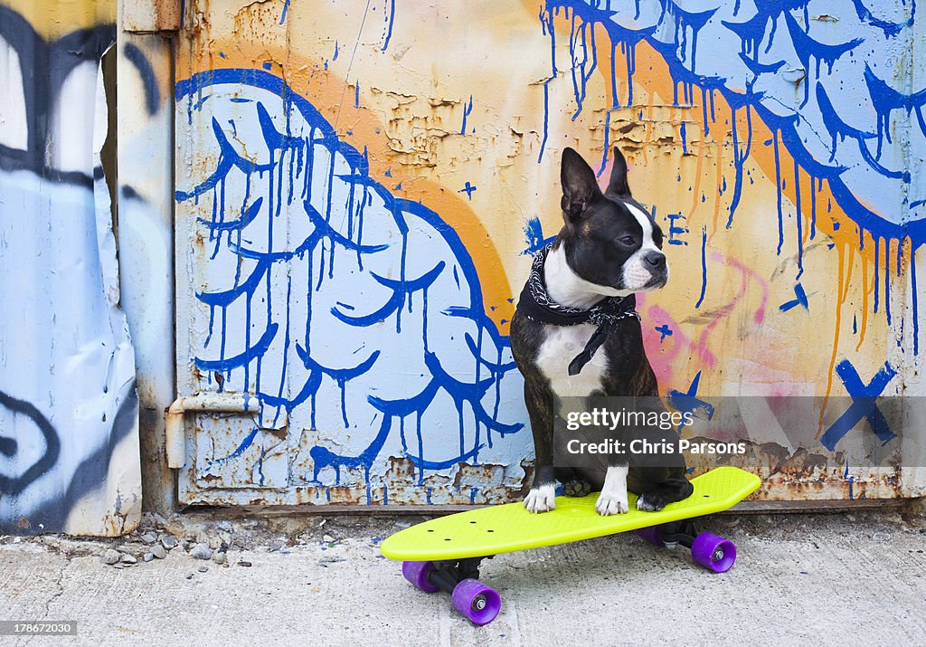 Boston terrier on skateboard in urban setting