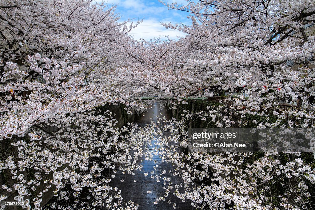 Meguro River