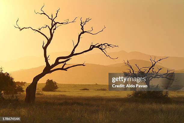 angola, parque do iona, espinheira area - angola stock pictures, royalty-free photos & images