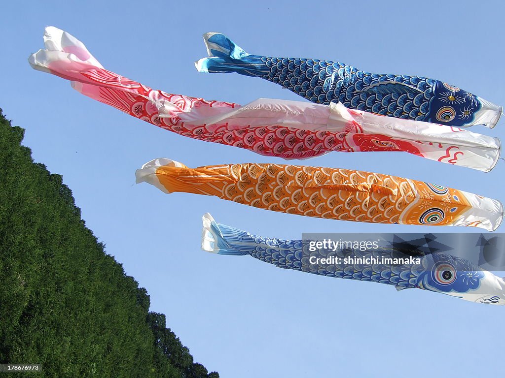 Carp streamers