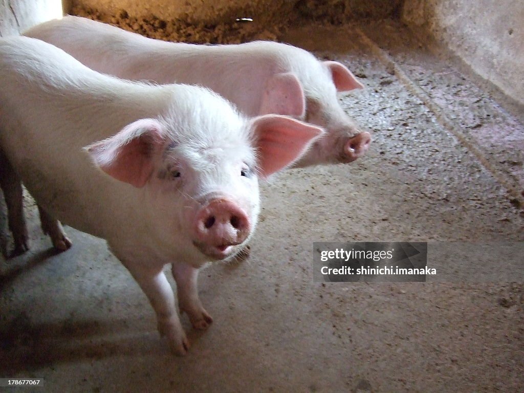 Two pigs