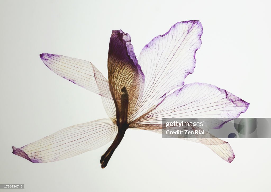 Pressed Orchid flower